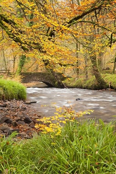 View of bridge and river flowing through woodland, Castle Bridge, Danes Brook, Buckminster Wood, Exmoor N. P