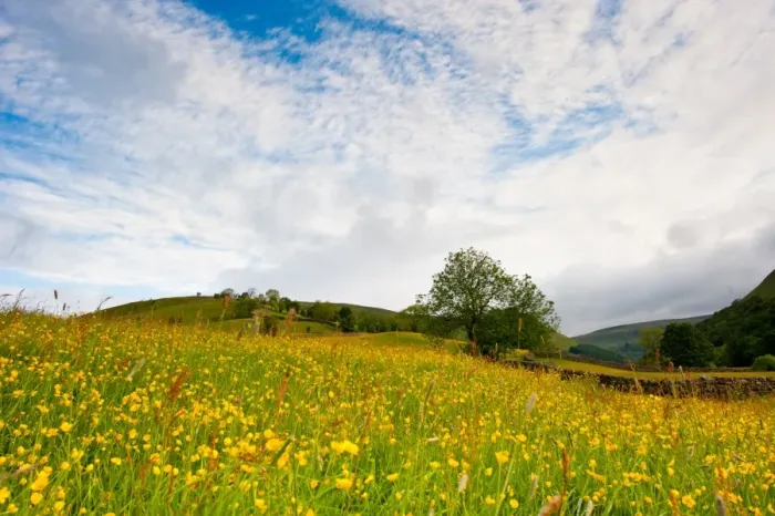 Framed Print : View of buttercups flowering in wildflower meadow, Muker, Swaledale, Yorkshire Dales N. P Framed Print : View of buttercups flowering in wildflower meadow, Muker, Swaledale, Yorkshire Dales N. P