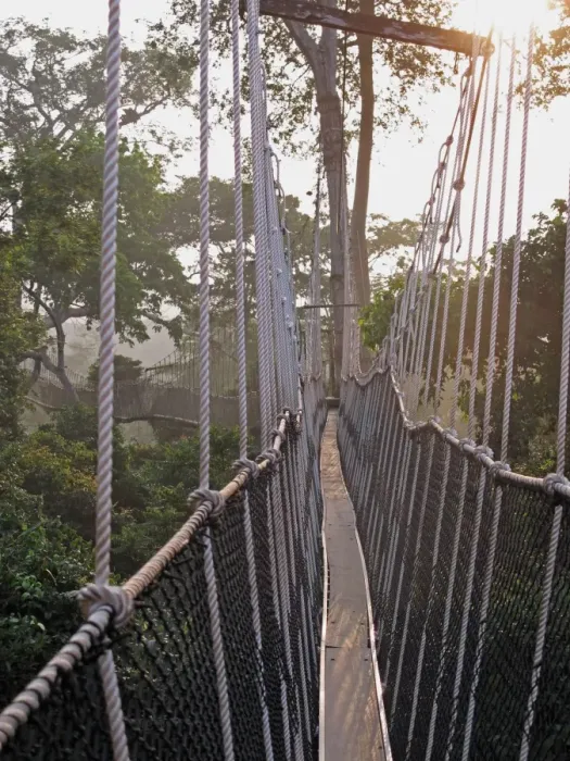 Framed Print : View along canopy walkway through tropical rainforest in early morning, Kakum N. P. Ghana, February Framed Print : View along canopy walkway through tropical rainforest in early morning, Kakum N. P. Ghana, February