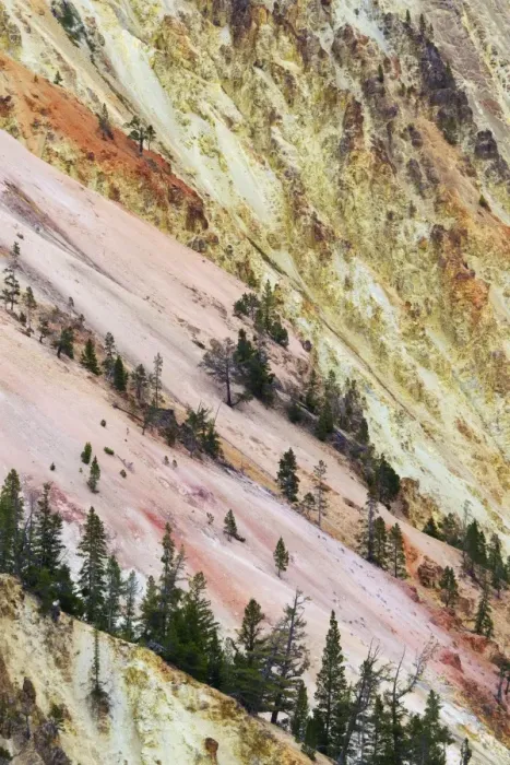 Framed Print : View of canyon slope with oxidizing rocks, Grand Canyon of Yellowstone, Yellowstone N. P. Wyoming, U. S. A. September Framed Print : View of canyon slope with oxidizing rocks, Grand Canyon of Yellowstone, Yellowstone N. P. Wyoming, U. S. A. September