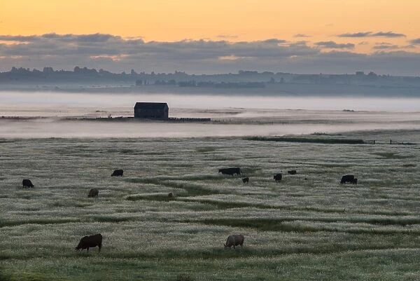 View of cattle and barn on coastal grazing marsh habitat in mist at sunrise, Elmley Marshes N. N. R