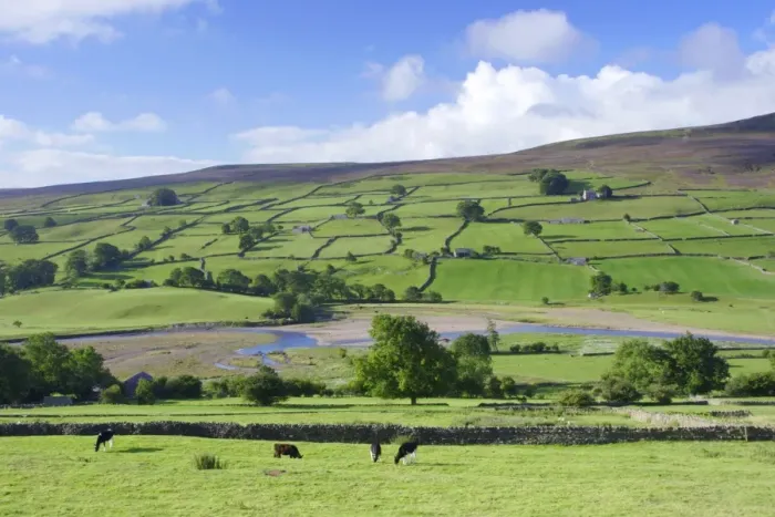 Framed Print : View of cattle grazing in pasture, river and drystone walls on hillside, River Swale, Reeth, Swaledale