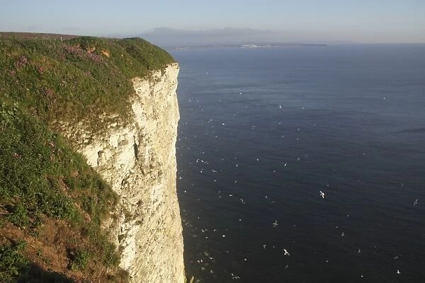 View of chalk cliffs and seabirds in flight over sea, Bempton Cliffs RSPB Reserve, Bempton, East Yorkshire, England