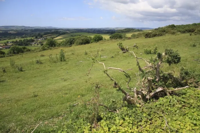 Framed Print : View of chalk downland habitat, Bullys Hill, Brading Down, Isle of Wight, England, june Framed Print : View of chalk downland habitat, Bullys Hill, Brading Down, Isle of Wight, England, june