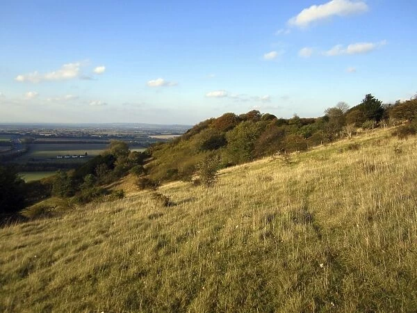 View of chalk grassland on hillside, Aston Rowant N. N. R. Chilterns, Oxfordshire, England, october