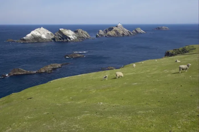 Framed Print : View of clifftop pasture with sheep grazing, with lighthouse on offshore stack in distance, Muckle Flugga Lighthouse