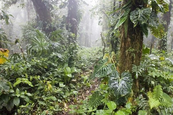 View of cloudforest interior habitat, Altos del Maria, Panama
