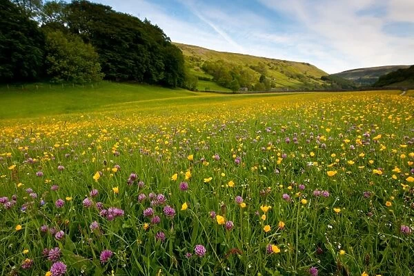 View of clover and buttercups flowering in wildflower meadow, Muker, Swaledale, Yorkshire Dales N. P