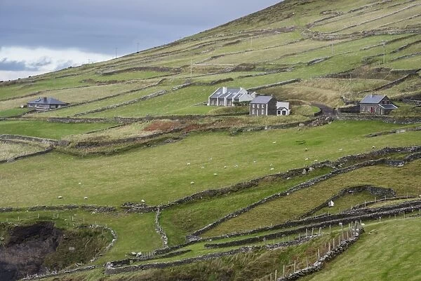 View of coastal farmland with drystone walls, houses and sheep grazing in pasture, Coumeenole North, Slea Head