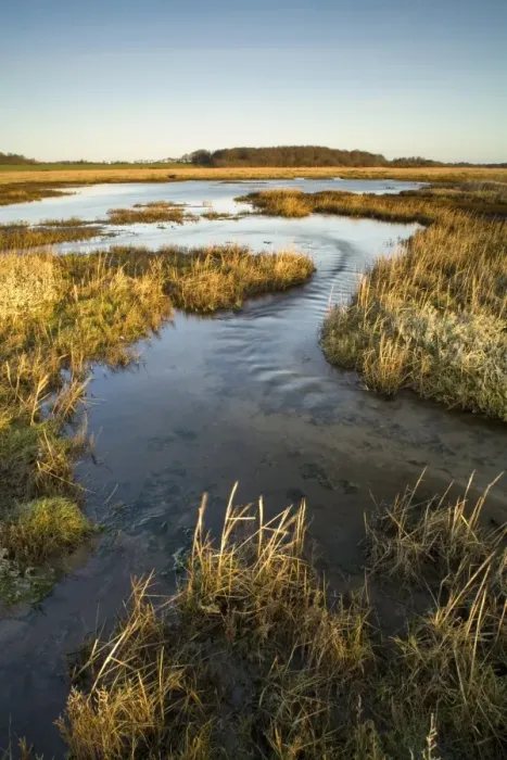Framed Print : View of coastal freshwater wetland habitat, Dingle Marshes Reserve, Suffolk, England, january Framed Print : View of coastal freshwater wetland habitat, Dingle Marshes Reserve, Suffolk, England, january
