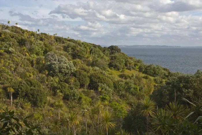 Framed Print : View of coastal habitat on island wildlife sanctuary, Tiritiri Matangi Island, Hauraki Gulf, North Island, New Zealand Framed Print : View of coastal habitat on island wildlife sanctuary, Tiritiri Matangi Island, Hauraki Gulf, North Island, New Zealand