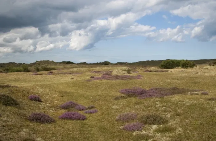 Framed Print : View of coastal heathland habitat with flowering heather, Winterton, Norfolk, England, august