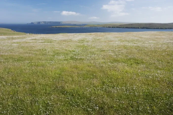 Framed Print : View of coastal meadow with wildflowers, with Fetlar in background, Unst, Shetland Islands, Scotland, June Framed Print : View of coastal meadow with wildflowers, with Fetlar in background, Unst, Shetland Islands, Scotland, June