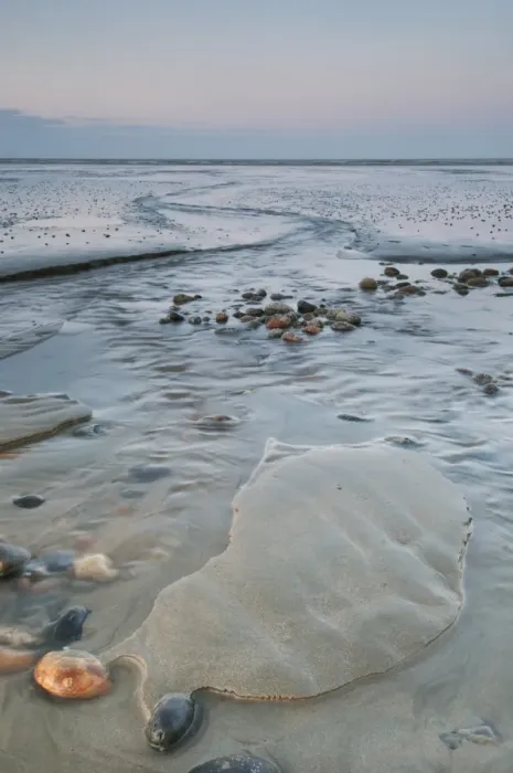 Framed Print : View of coastal mudflats with channels and pebbles at sunset, Dungeness, Kent, England, june
