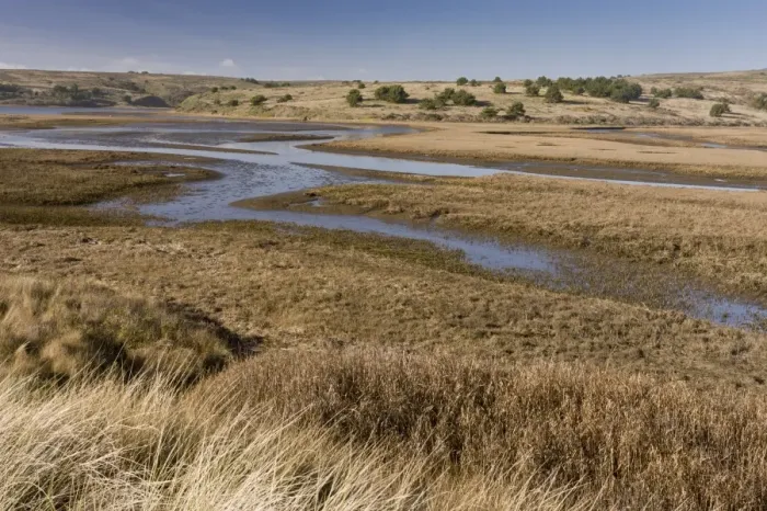 Framed Print : View of coastal saltmarsh habitat, Drakes Estero (Drakes Estuary), Point Reyes National Seashore Framed Print : View of coastal saltmarsh habitat, Drakes Estero (Drakes Estuary), Point Reyes National Seashore