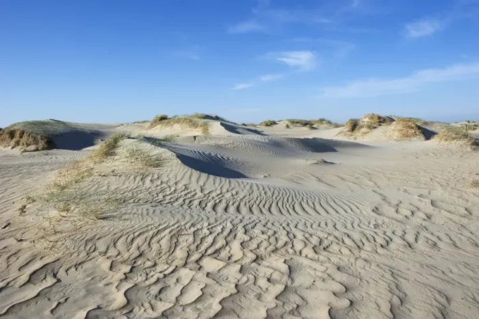 Framed Print : View of coastal sand dunes habitat, Romo, Wadden Sea Islands, Denmark, may Framed Print : View of coastal sand dunes habitat, Romo, Wadden Sea Islands, Denmark, may