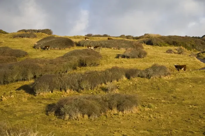 Framed Print : View of coastal scrub meadow with cattle on nature reserve, Durlston, Isle of Purbeck, Dorset, England, january Framed Print : View of coastal scrub meadow with cattle on nature reserve, Durlston, Isle of Purbeck, Dorset, England, january