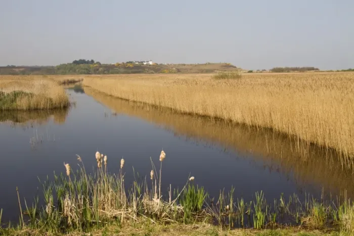 Framed Print : View of coastal wetland habitat with reedmace and reedbeds, looking towards Dunwich, Minsmere RSPB Reserve, Suffolk Framed Print : View of coastal wetland habitat with reedmace and reedbeds, looking towards Dunwich, Minsmere RSPB Reserve, Suffolk