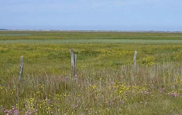 View of coastal wetland habitat, Tipperne Reserve, Tipperne and Vaerneengene Peninsula, Jutland, Denmark, may