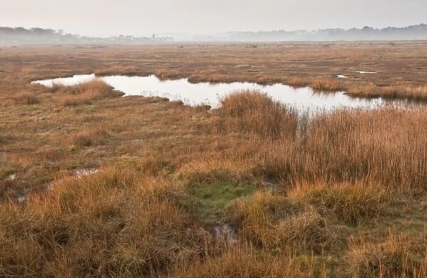 View of coastal wetland pasture, reedbeds and pools, Cley Marshes Reserve, Cley-next-the-sea, Norfolk, England, march