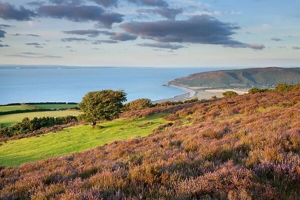 View of coastline with flowering heather and hawthorn tree, looking towards Bossington to Hurlstone Point