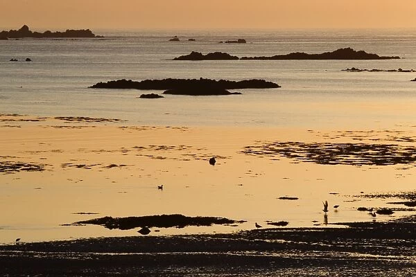 View of coastline at sunset, L Eree Bay, Guernsey, Channel Islands, May