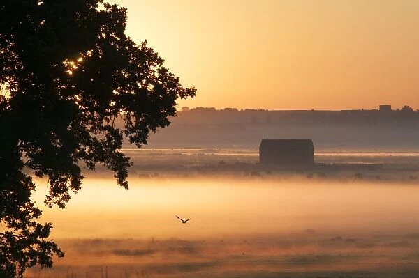View of Common Oak (Quercus robur), barn and cattle on coastal grazing marsh habitat, silhouetted at sunrise