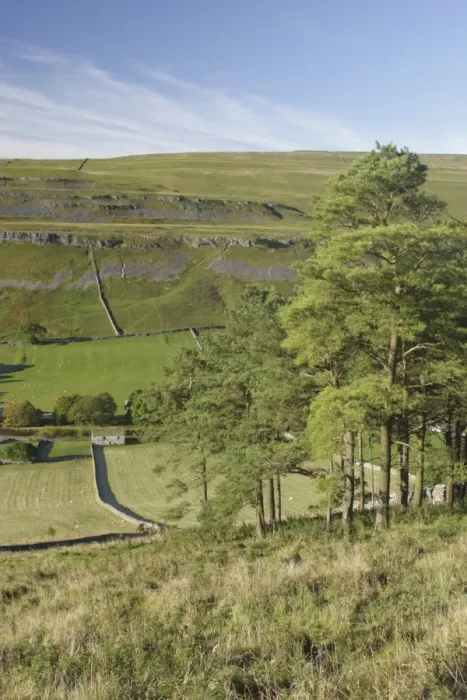 Framed Print : View of conifer trees, stone barn and drystone walls on hillside, Kettlewell, Wharfedale, Yorkshire Dales N. P Framed Print : View of conifer trees, stone barn and drystone walls on hillside, Kettlewell, Wharfedale, Yorkshire Dales N. P
