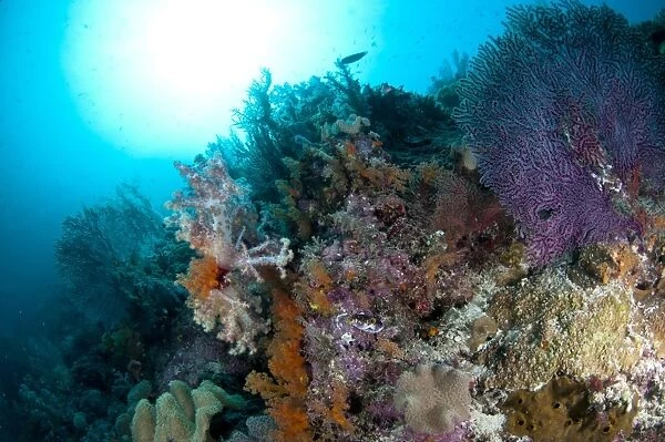 View of coral reef habitat, Boo Island, Raja Ampat, West Papua, New Guinea, Indonesia