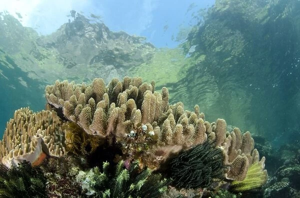 View of coral reef habitat, Horseshoe Bay, Nusa Kode, Rinca Island, Komodo N. P. Lesser Sunda Islands, Indonesia, March