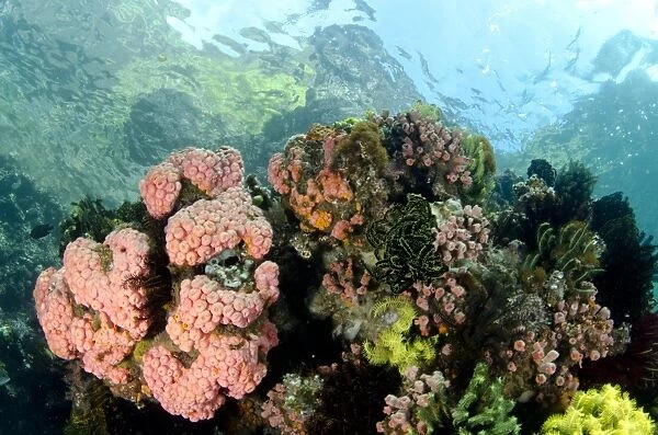 View of coral reef habitat, Horseshoe Bay, Nusa Kode, Rinca Island, Komodo N. P. Lesser Sunda Islands, Indonesia, March