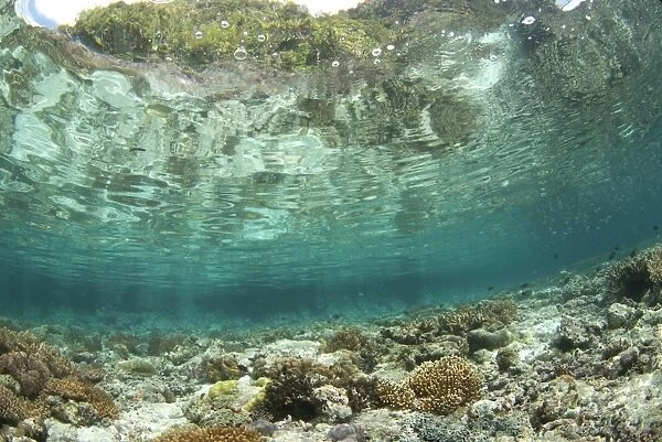 View of coral reef habitat in shallows, Potato Point, Fiabacet Island, West Papua, New Guinea, Indonesia