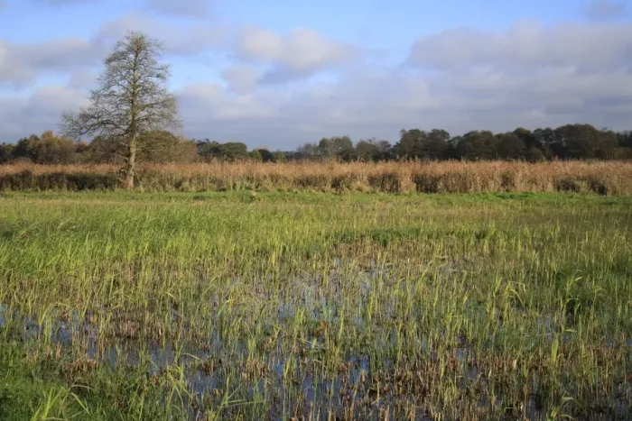 Framed Print : View of cut reedbed habitat with new shoots, in valley fen reserve, Hopton Fen, Hopton, Suffolk, England, november