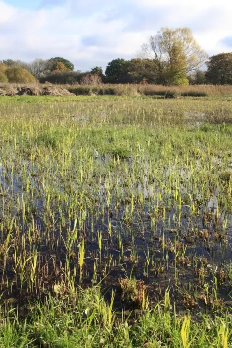 Framed Print : View of cut reedbed habitat with new shoots, in valley fen reserve, Hopton Fen, Hopton, Suffolk, England, november Framed Print : View of cut reedbed habitat with new shoots, in valley fen reserve, Hopton Fen, Hopton, Suffolk, England, november