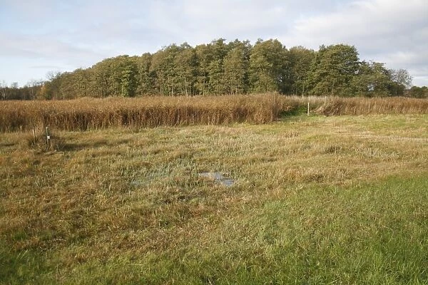 View of cut sedge and reedbeds habitat, in valley fen reserve, Market Weston Fen, Market Weston, Suffolk, England