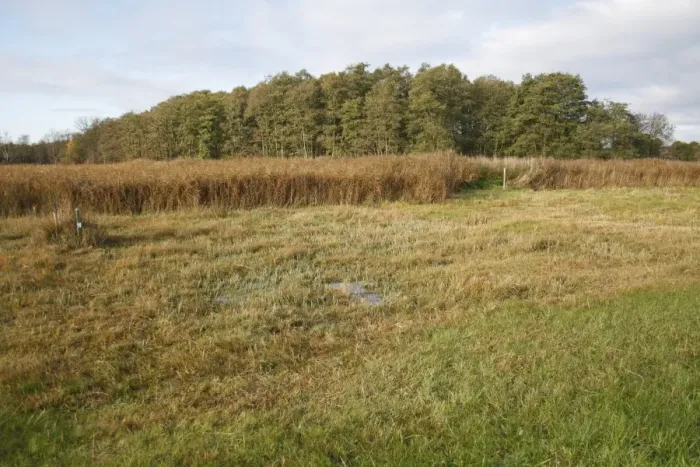 Framed Print : View of cut sedge and reedbeds habitat, in valley fen reserve, Market Weston Fen, Market Weston, Suffolk, England