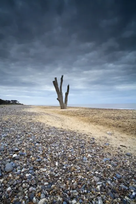 Framed Print : View of dead tree from eroded shoreline on beach, Covehithe, Benacre National Nature Reserve, Suffolk, England, may Framed Print : View of dead tree from eroded shoreline on beach, Covehithe, Benacre National Nature Reserve, Suffolk, England, may