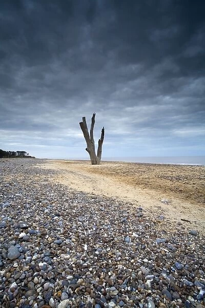 View of dead tree from eroded shoreline on beach, Covehithe, Benacre National Nature Reserve, Suffolk, England, may