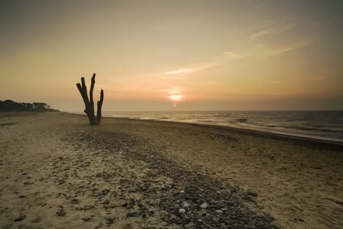 Framed Print : View of dead tree from eroded shoreline on beach at sunset, Covehithe, Benacre National Nature Reserve, Suffolk Framed Print : View of dead tree from eroded shoreline on beach at sunset, Covehithe, Benacre National Nature Reserve, Suffolk