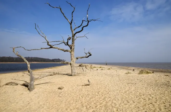 Framed Print : View of dead trees on beach, with saline lagoon and sea, Covehithe, Benacre Broad, Benacre National Nature Reserve Framed Print : View of dead trees on beach, with saline lagoon and sea, Covehithe, Benacre Broad, Benacre National Nature Reserve