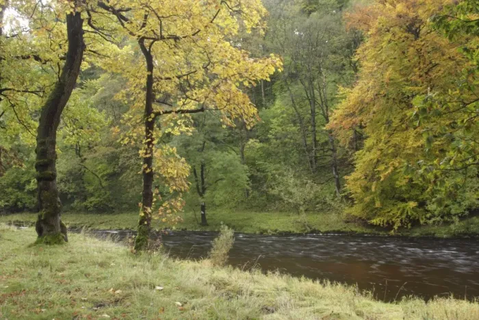 Framed Print : View of deciduous woodland and river, River Wharfe, Lower Grass Wood Woodland Trust Reserve, near Grassington