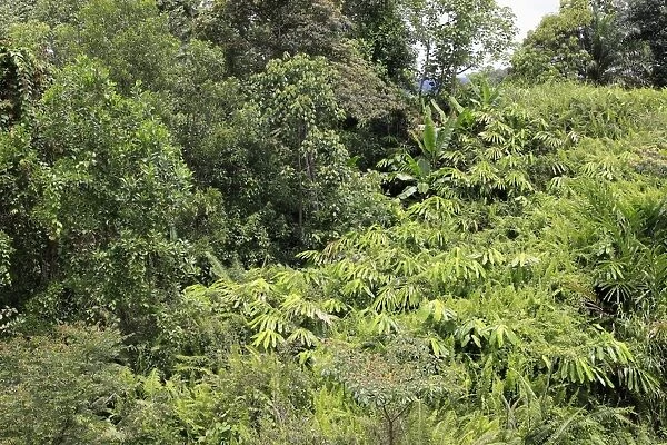 View of dense rainforest habitat, Sabah, Borneo, Malaysia
