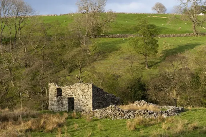 Framed Print : View of derelict stone barn in field, with sheep on pasture with drystone walls in background, Cumbria, England, april Framed Print : View of derelict stone barn in field, with sheep on pasture with drystone walls in background, Cumbria, England, april