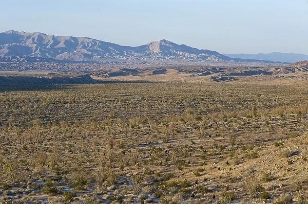 View of desert habitat, Anza-borrego Desert State Park, California, U. S. A. april