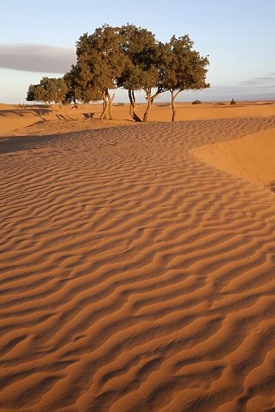 View of desert sand dunes with trees, Sahara, Morocco, may
