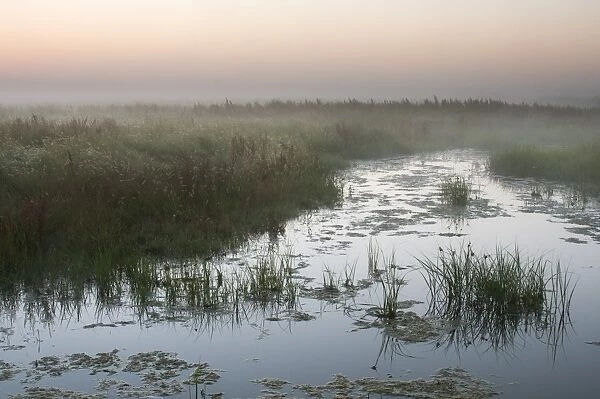 View of ditch in coastal grazing marsh habitat at dawn, Elmley Marshes National Nature Reserve, Isle of Sheppey, Kent