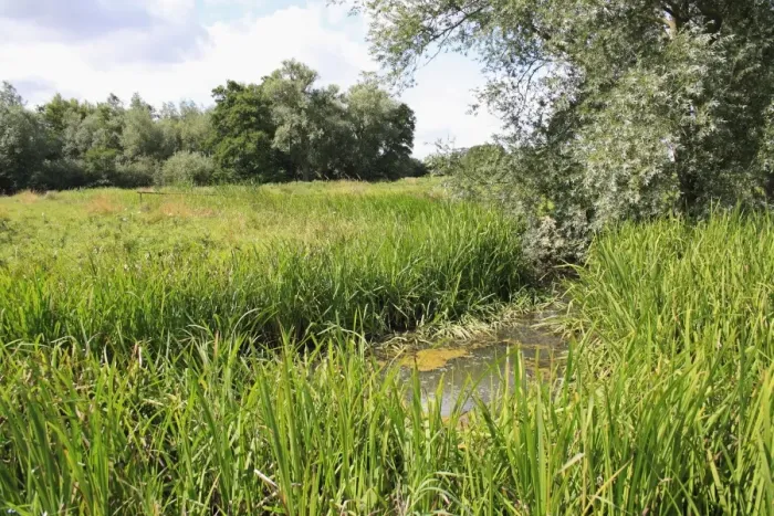 Framed Print : View of ditch in unimproved wet grazing meadow habitat, River Dove, Thornham Magna, Suffolk, England, august Framed Print : View of ditch in unimproved wet grazing meadow habitat, River Dove, Thornham Magna, Suffolk, England, august