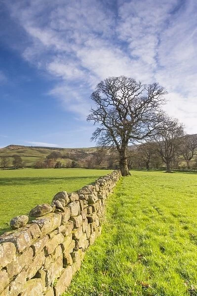 View of drystone wall and bare oak tree in pasture, North York Moors N. P. North Yorkshire, England, April