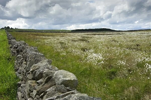 View of drystone wall and field with Cotton-grass (Eriophorum sp. ), Hexham, Northumberland, England, june