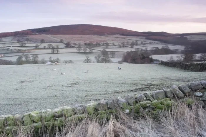 Framed Print : View of drystone wall, sheep grazing in frosty pasture and hillside above river in valley at dawn, Barden, Wharfedale